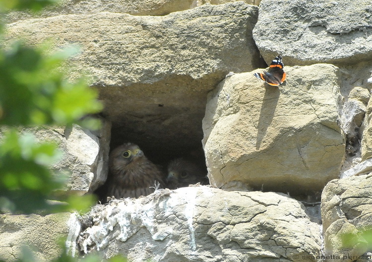 Falco tinnunculus / Gheppio
